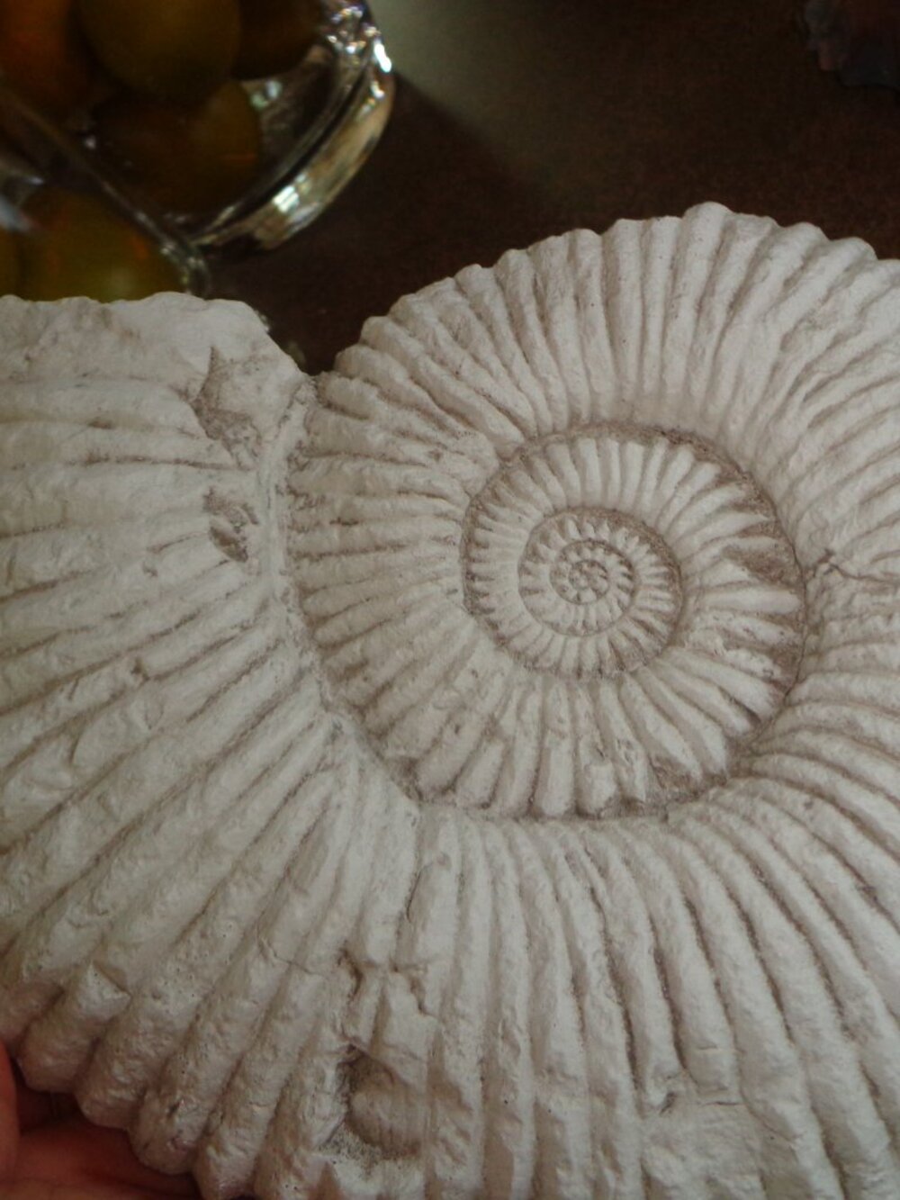 Spiral Shell Wall Hanging Hard Resin Mainly White Hooks Resembles Cement 11" H.